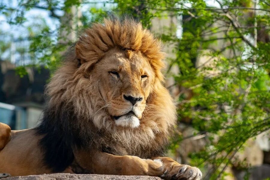 Krakow: Zoo Tour with Private Transport and Tickets - How much walking should you expect?