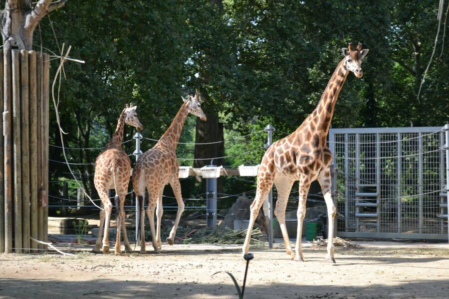 Krakow: Zoo Tour with Private Transport and Tickets - Who this Krakow Zoo tour suits best