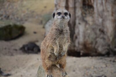 Krakow: Zoo Visit with Hotel Pickup & Drop-Off - The big animal moments: giraffes, hippos, tigers, and lemurs