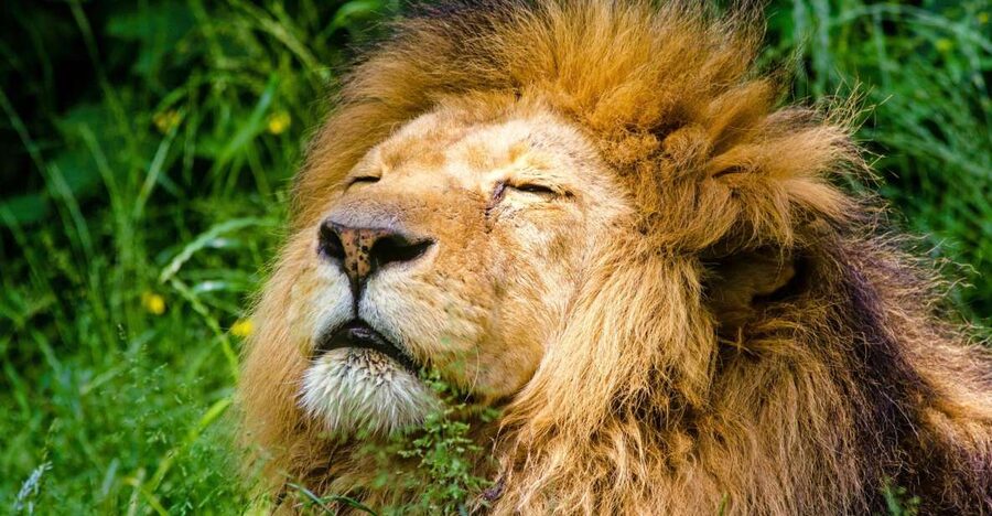 Krakow: Zoo with Hotel Pickup - The 5-hour format with hotel pickup and drop-off