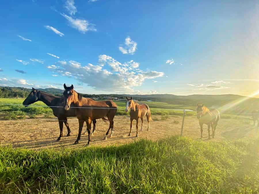 Kuranda: 60 minute Guided Horse Trail Ride & Petting Farm - Who should book Kur-Cow Barnwell Farm in Kuranda