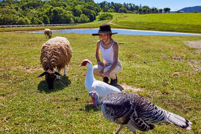 Kuranda 60 minute Quad Bike Experience and Petting Farm - Price and Value: Is $128.39 Worth It?
