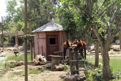 Lagos Zoo Admission Ticket - The penguins and the reptiles stop: why the route feels efficient