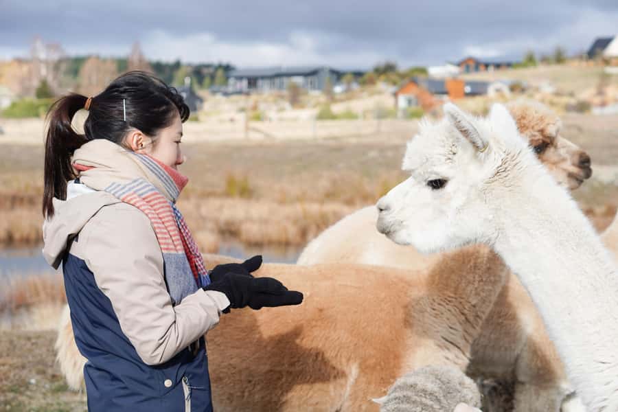 Lake Tekapo: Guided Petting Zoo Visit - Key things to know before you go