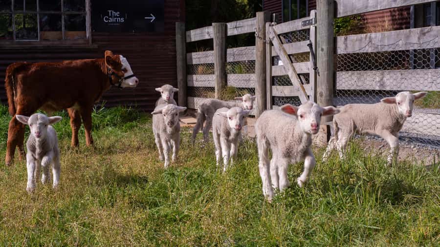 Lake Tekapo: Guided Petting Zoo Visit - Lake Tekapo Petting Zoo: a short visit that hits the right note