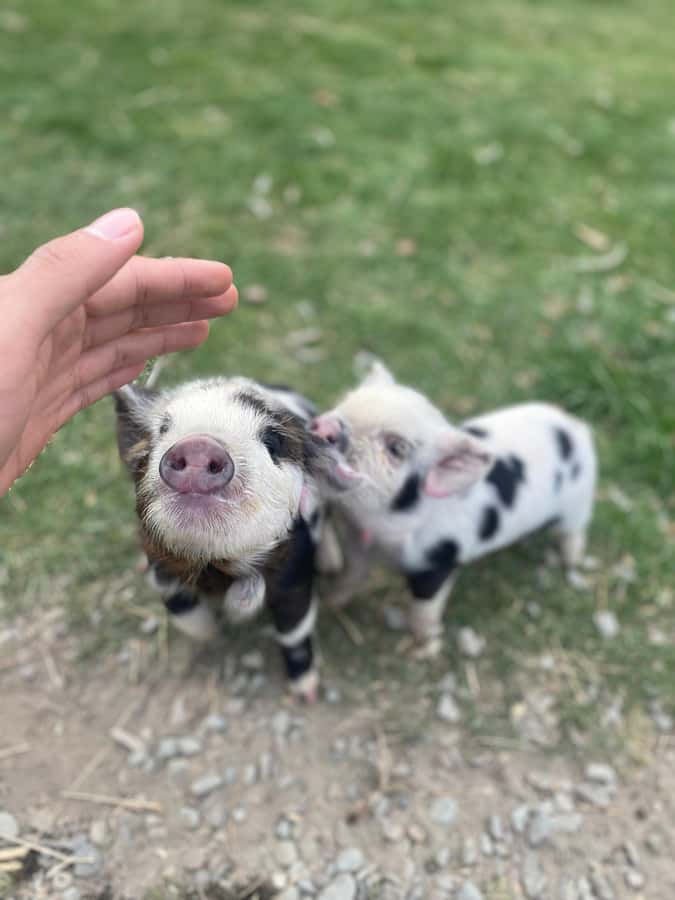 Lake Tekapo: Guided Petting Zoo Visit - Your first step: a 5-minute safety briefing that makes feeding work