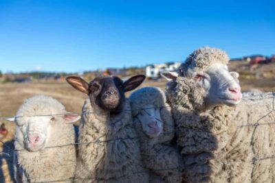 Lake Tekapo: Guided Petting Zoo Visit - Arriving at the Cairns Alpine Resort office: where your 30 minutes starts