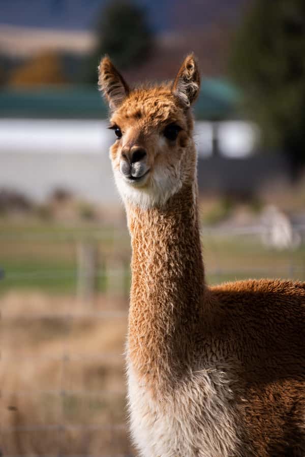 Lake Tekapo: Guided Petting Zoo Visit - Hand-feeding: getting the timing right without making it stressful