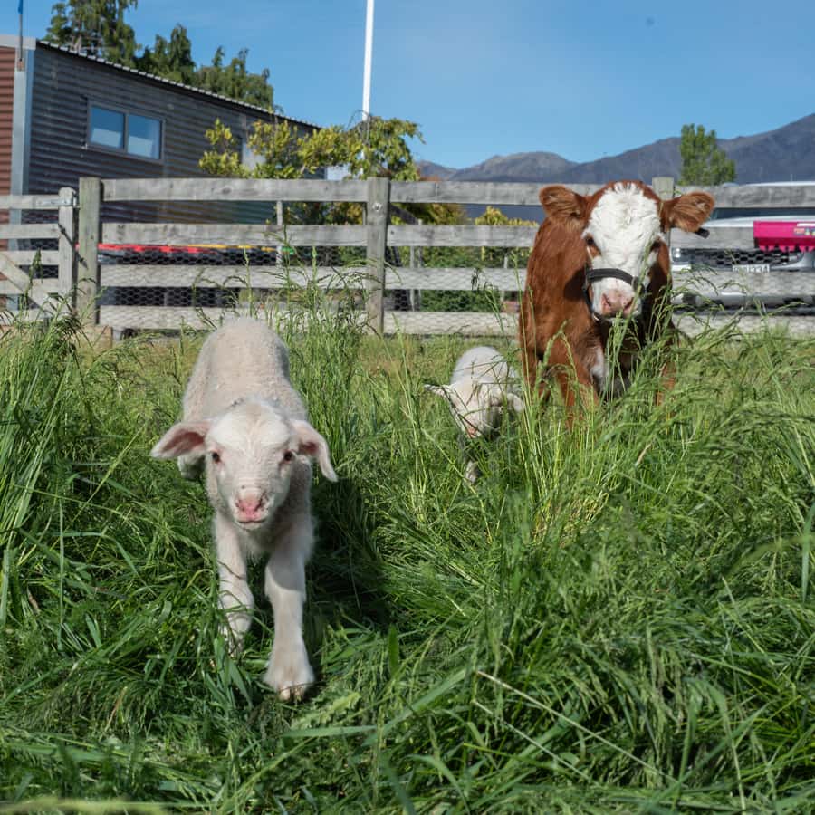 Lake Tekapo: Guided Petting Zoo Visit - Free time after the guided tour: use it on purpose