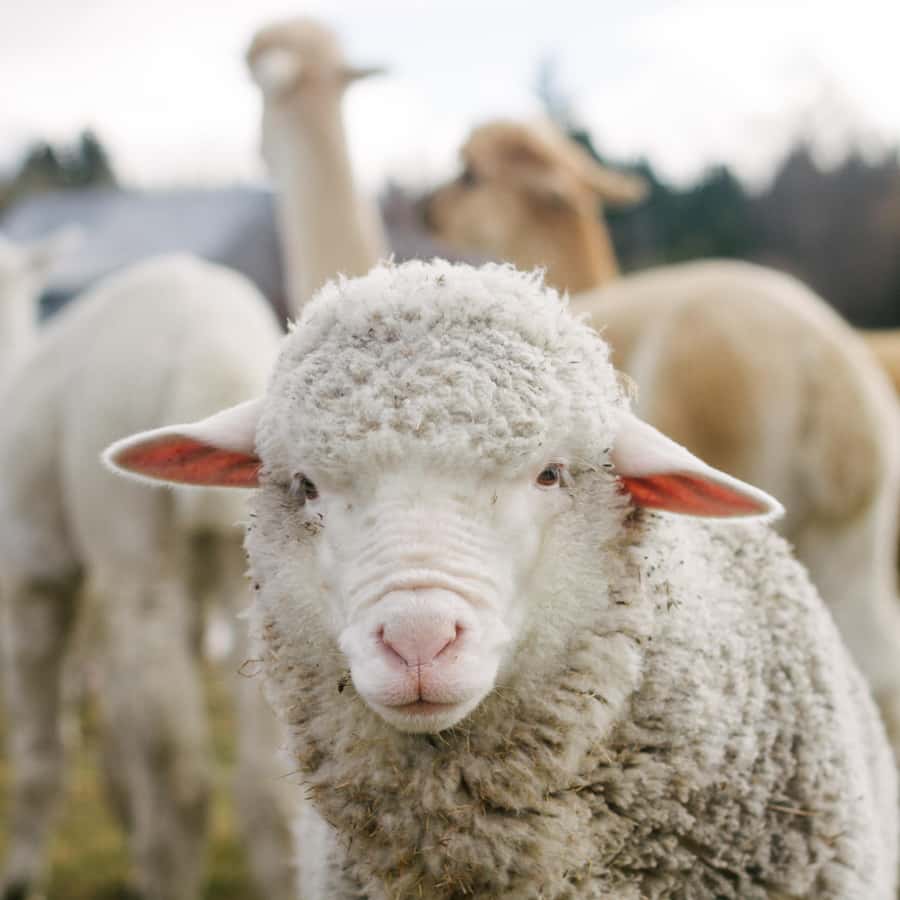 Lake Tekapo: Guided Petting Zoo Visit - Price and value: what $11 gets you (and how it compares)