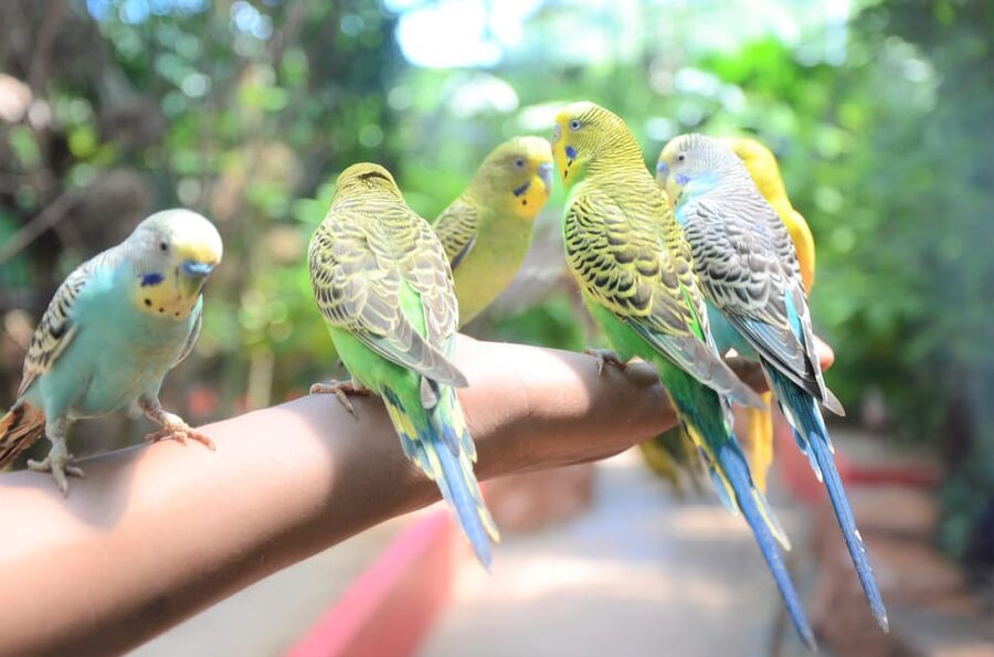Langkawi: Wildlife Park Admission Ticket - Key takeaways before you go