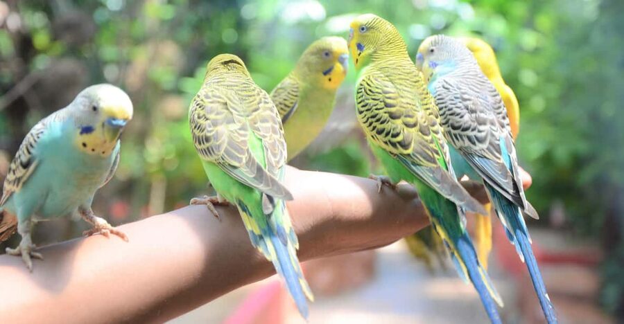 Langkawi: Wildlife Park Admission Ticket - Ticket counter to animal time in one easy day