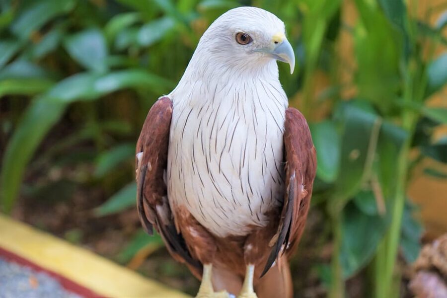 Langkawi: Wildlife Park Admission Ticket - Tropical gardens: where flamingos and fox-like surprises show up
