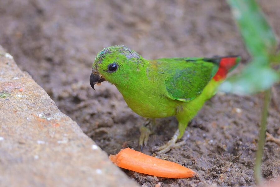 Langkawi: Wildlife Park Admission Ticket - The aviary circuit for parrots and hornbills