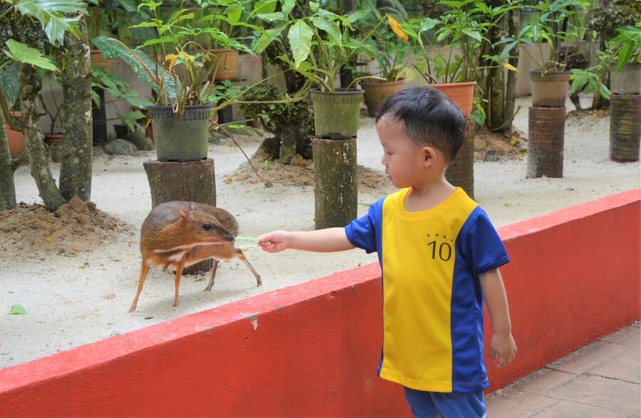 Langkawi: Wildlife Park Admission Ticket - Up-close encounters: feeding, petting, and why it matters