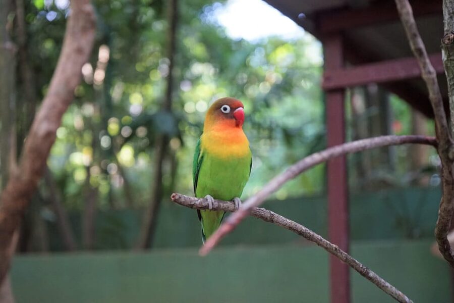 Langkawi: Wildlife Park Admission Ticket - Animal highlights to build your route around