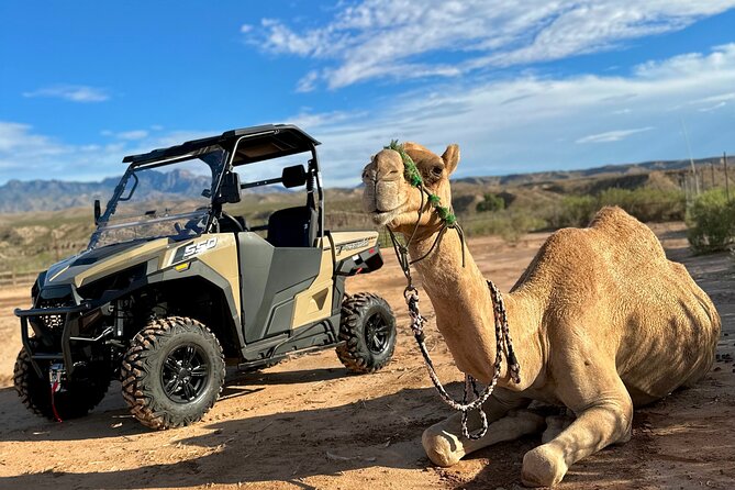 Las Vegas Guided UTV Safari and Zoo Tour - Mohave Desert UTV Safari: what the ride actually delivers