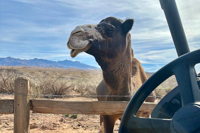 Las Vegas Guided UTV Safari and Zoo Tour - Camel encounter and photo-op: built for better memories