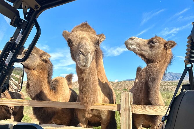 Las Vegas Guided UTV Safari and Zoo Tour - Guided zoo tour: porcupine and two-toed sloth are the stars