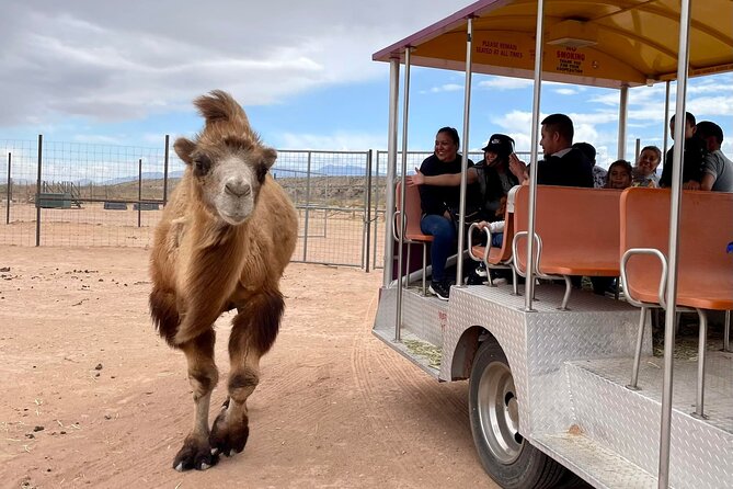 Las Vegas Safari Tram Ride and Zoo Tour at Camel Safari - Key highlights worth booking