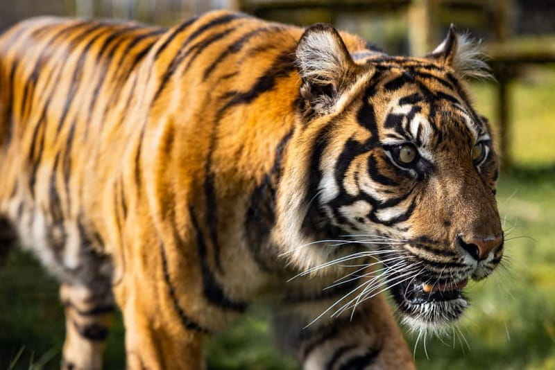 Leicestershire: Twycross Zoo Entry Ticket - Your best one-day route: pacing across 100 acres without burning out