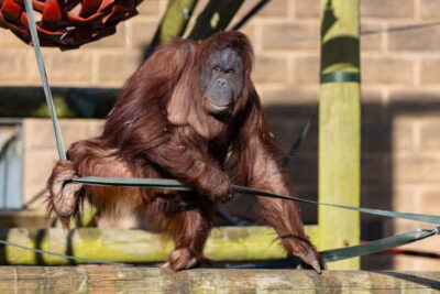 Leicestershire: Twycross Zoo Entry Ticket - Animal viewing that works for families, not just hardcore zoo fans