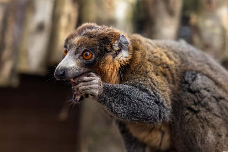 Leicestershire: Twycross Zoo Entry Ticket - Before you go: parking, kids, and quick rules that matter