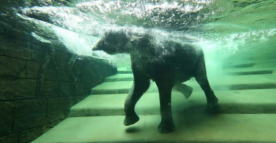 Leipzig Zoo: Entry Ticket - Key highlights worth planning around