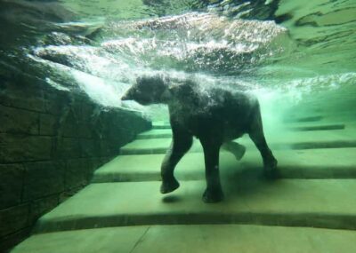 Leipzig Zoo: Entry Ticket - Gondwanaland: Europe’s Largest Indoor Rainforest Hall