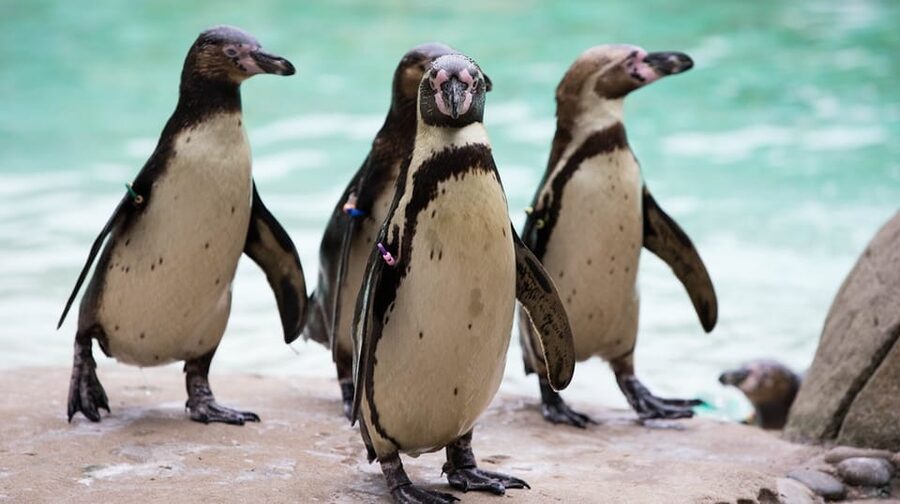 London Zoo: Entry Ticket - Timing and pacing: how long to plan, plus weather reality