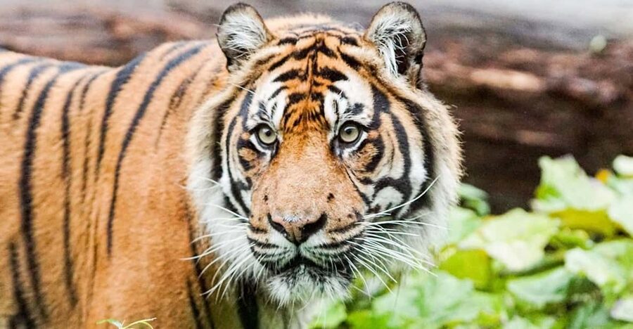 London Zoo: Entry Ticket - What to expect around food, toilets, and getting your bearings