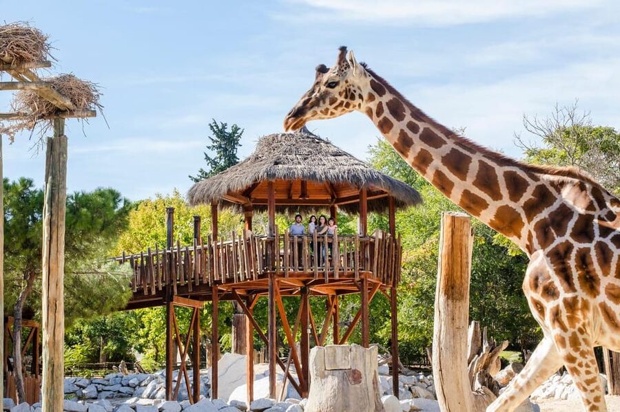 Madrid: Zoo Aquarium Madrid Ticket - The park layout: Casa de Campo makes it feel like a real ecosystem