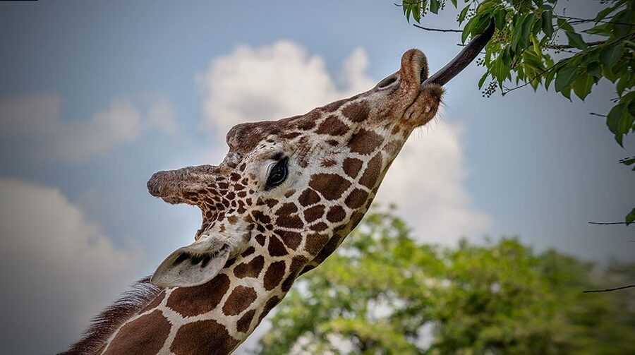 Madrid: Zoo Aquarium Madrid Ticket - IrenIA (AI) and Tierra de Gorilas VR: tech that’s actually usable