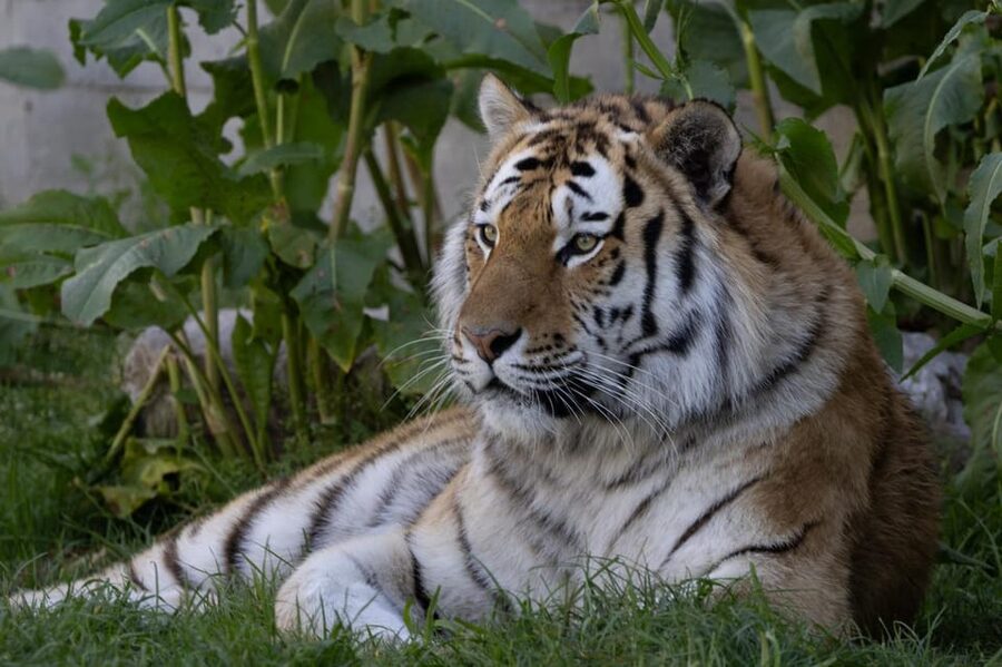 Madrid: Zoo Aquarium Madrid Ticket - A realistic itinerary for 1 day (and how to not get exhausted)