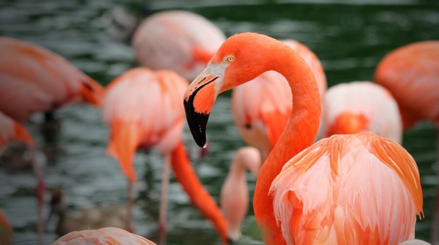 Madrid: Zoo Aquarium Madrid Ticket - Tickets, ages, and what “skipping the ticket line” really means