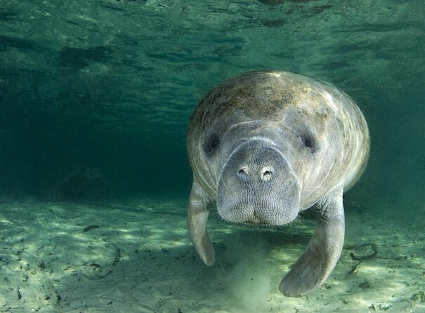 Manatee Snorkeling Adventure Tour with Lunch & Hotel Pickup - Key points before you go