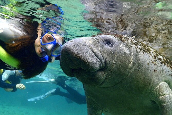 Manatee Snorkeling Adventure Tour with Lunch & Hotel Pickup - Snorkeling the springs: gear, guidance, and the “cold water” reality check
