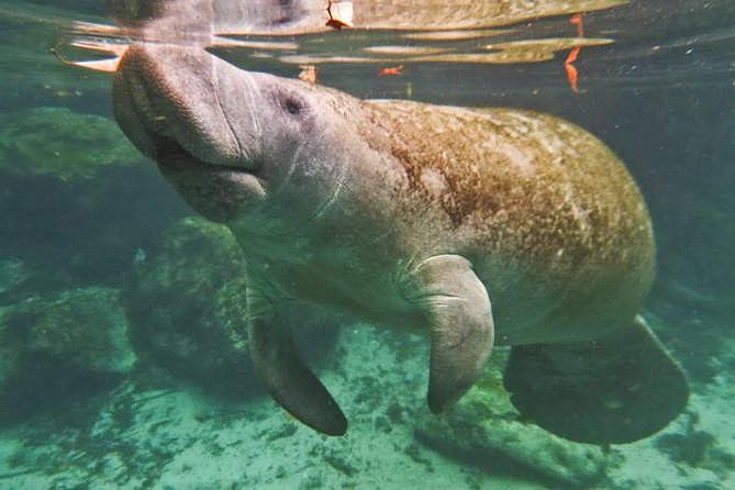 Manatee Snorkeling Adventure Tour with Lunch & Hotel Pickup - Homosassa Springs State Wildlife Park: underwater viewing plus lots of animal time