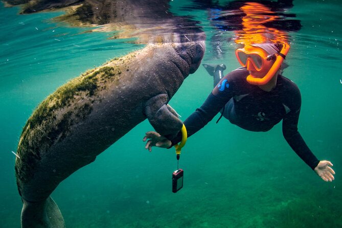 Manatee Snorkeling Adventure Tour with Lunch & Hotel Pickup - Picnic lunch timing: included fuel that keeps the day moving