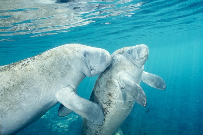 Manatee Snorkeling Adventure Tour with Lunch & Hotel Pickup - Withlacoochee River airboat option: fast thrills and wildlife scanning