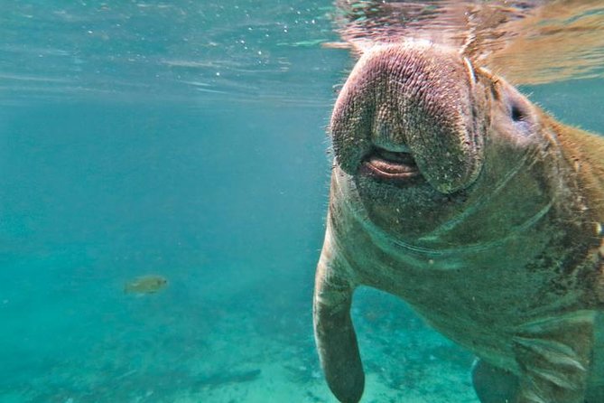 Manatee Snorkeling Adventure Tour with Lunch & Hotel Pickup - Guides and crew: the difference between okay and great