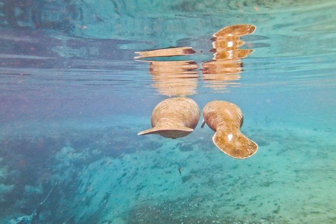 Manatee Snorkeling Adventure Tour with Lunch & Hotel Pickup - Price and value: why $169 can make sense for a full wildlife day