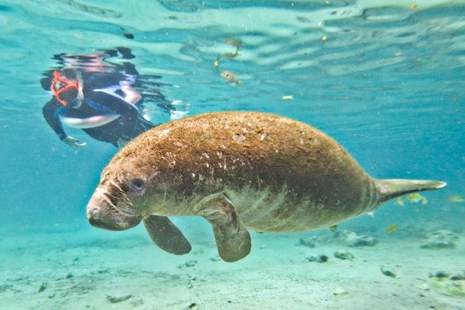 Manatee Snorkeling Adventure Tour with Lunch & Hotel Pickup - Crystal River National Wildlife Refuge: the real starting point for manatee spotting