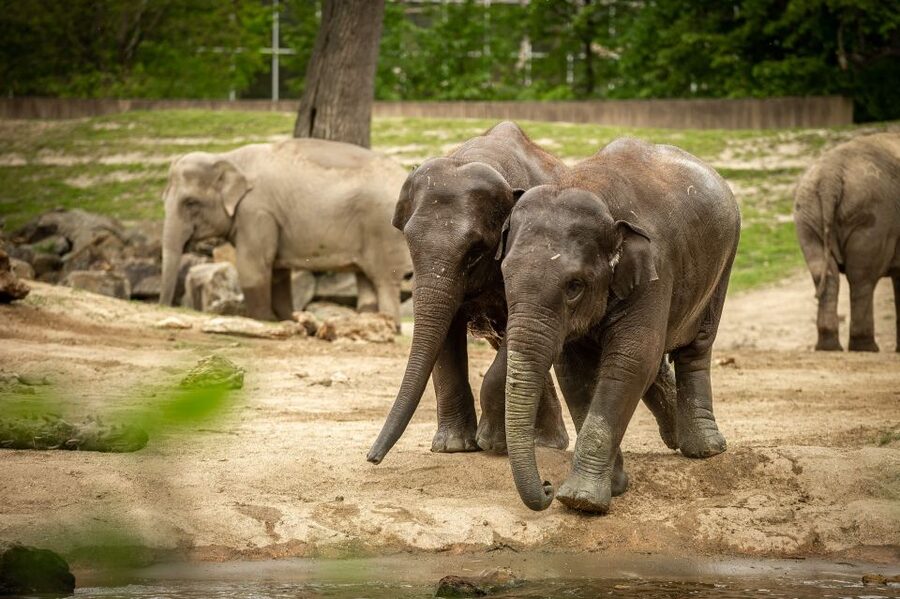 Mechelen: Planckendael ZOO Entry Ticket - Feeding program access: how to time your day without stress