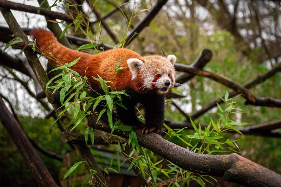 Mechelen: Planckendael ZOO Entry Ticket - Family-friendly comfort: what you’ll appreciate with kids