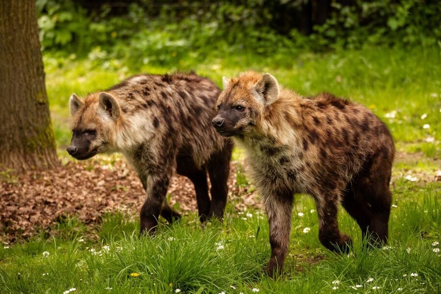Mechelen: Planckendael ZOO Entry Ticket - Rules that affect the experience: feeding, pets, photos, and good manners