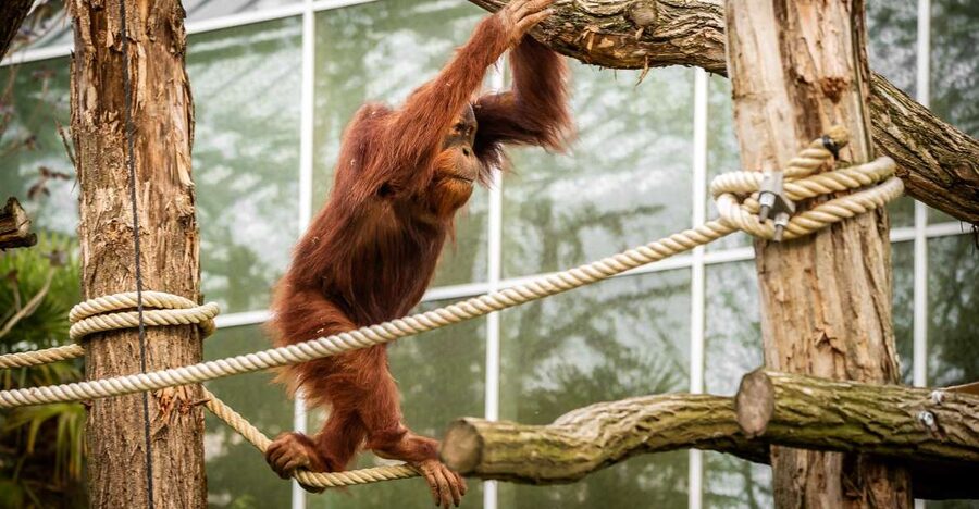 Mechelen: Planckendael ZOO Entry Ticket - Wheelchair and strollers: what to know before you arrive