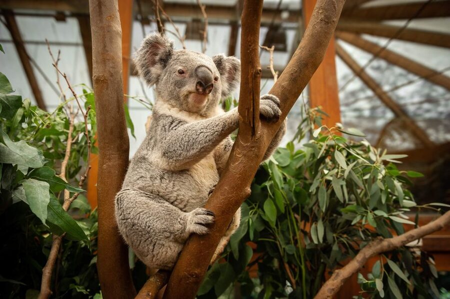 Mechelen: Planckendael ZOO Entry Ticket - The zoo walk: continents, habitats, and the stops you’ll remember