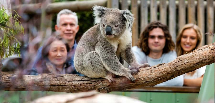 Melbourne: Puffing Billy Train Wildlife Zoo Private Tour - Puffing Billy’s steam ride through the Dandenong Ranges