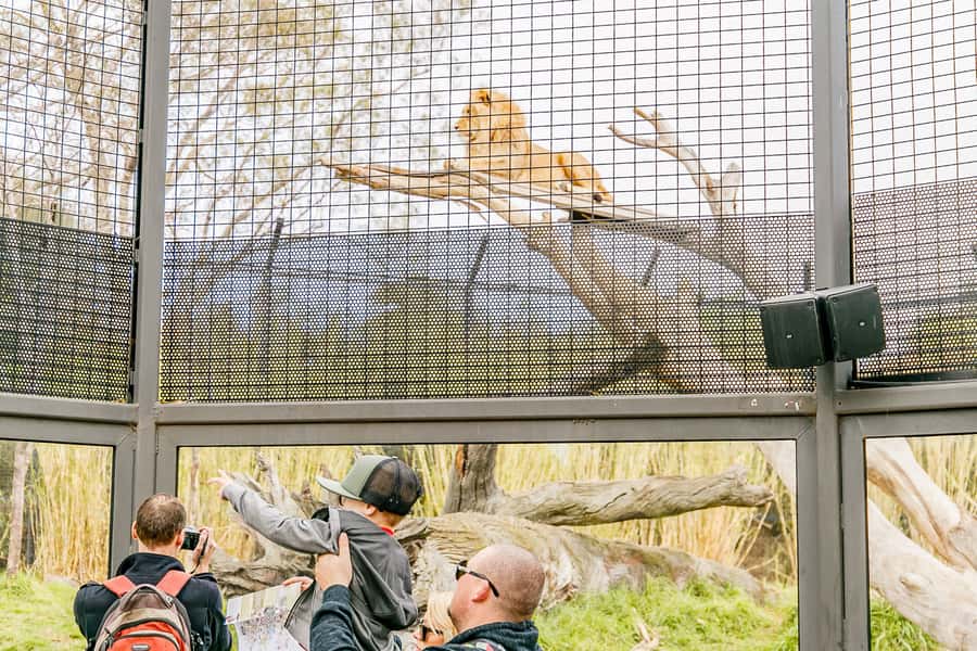Melbourne Zoo: 1-Day Entry Ticket - Underwater World: Little Penguins and Australian Fur Seals